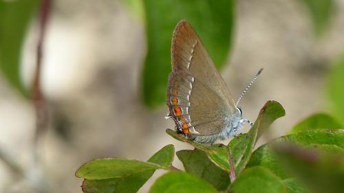 Réf. 207 131 : Satyrium acaciae